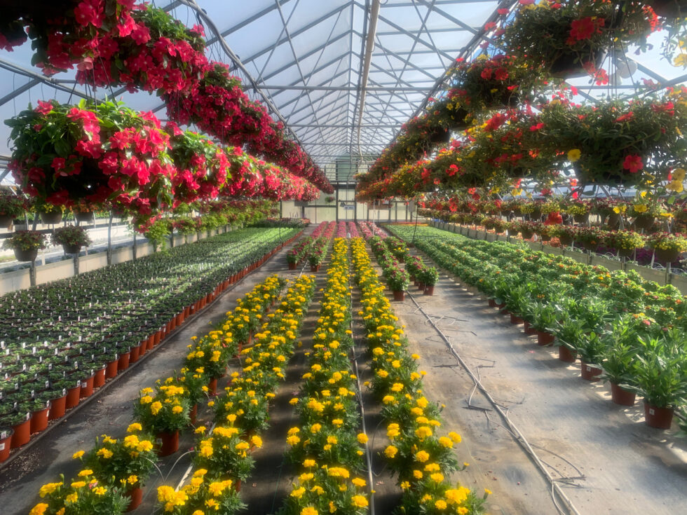 SNELL'S GREENHOUSES - Runkles Rd, Mt Airy, MD